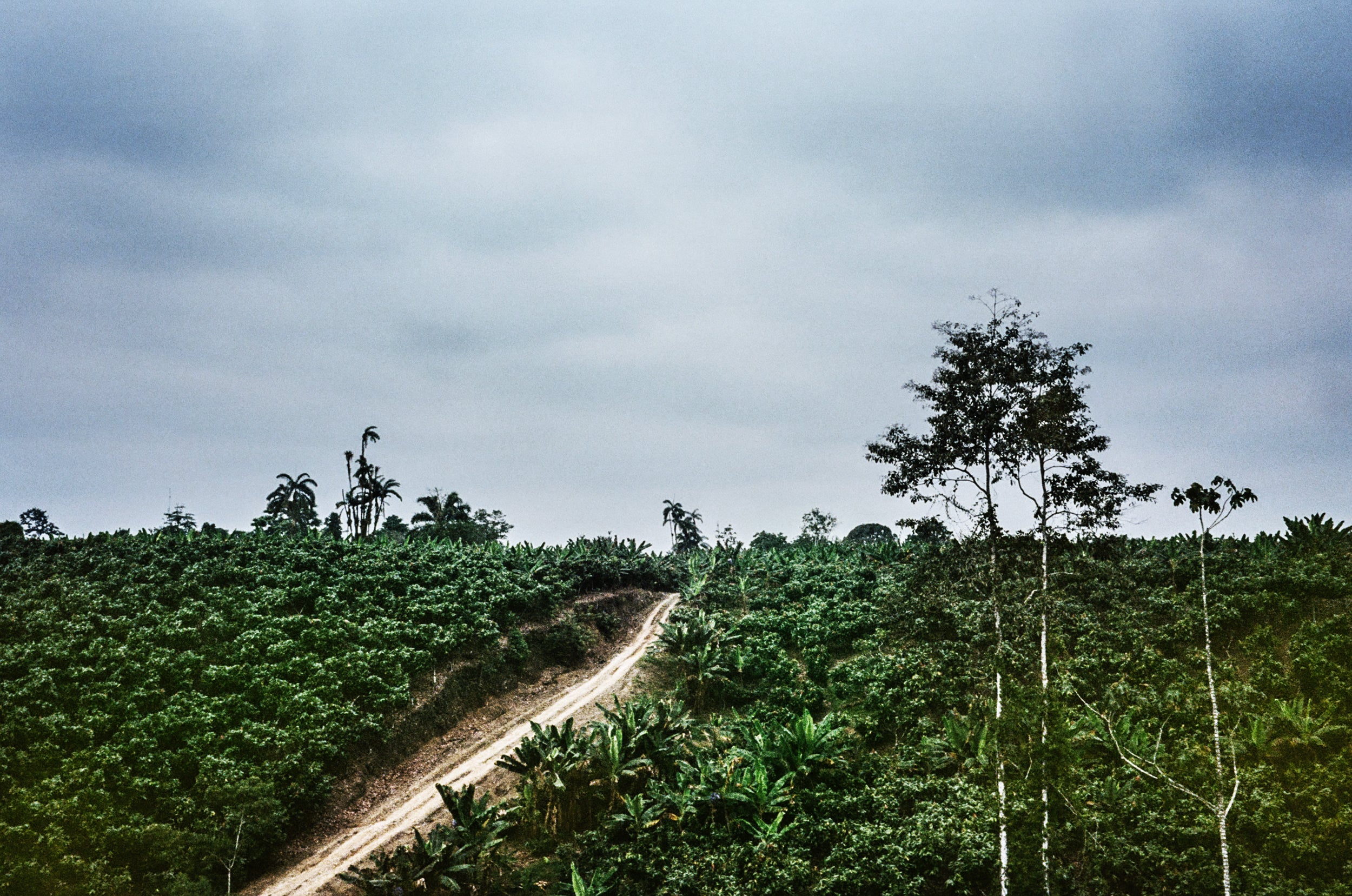 Hilly landscape with coffee plants under a cloudy sky