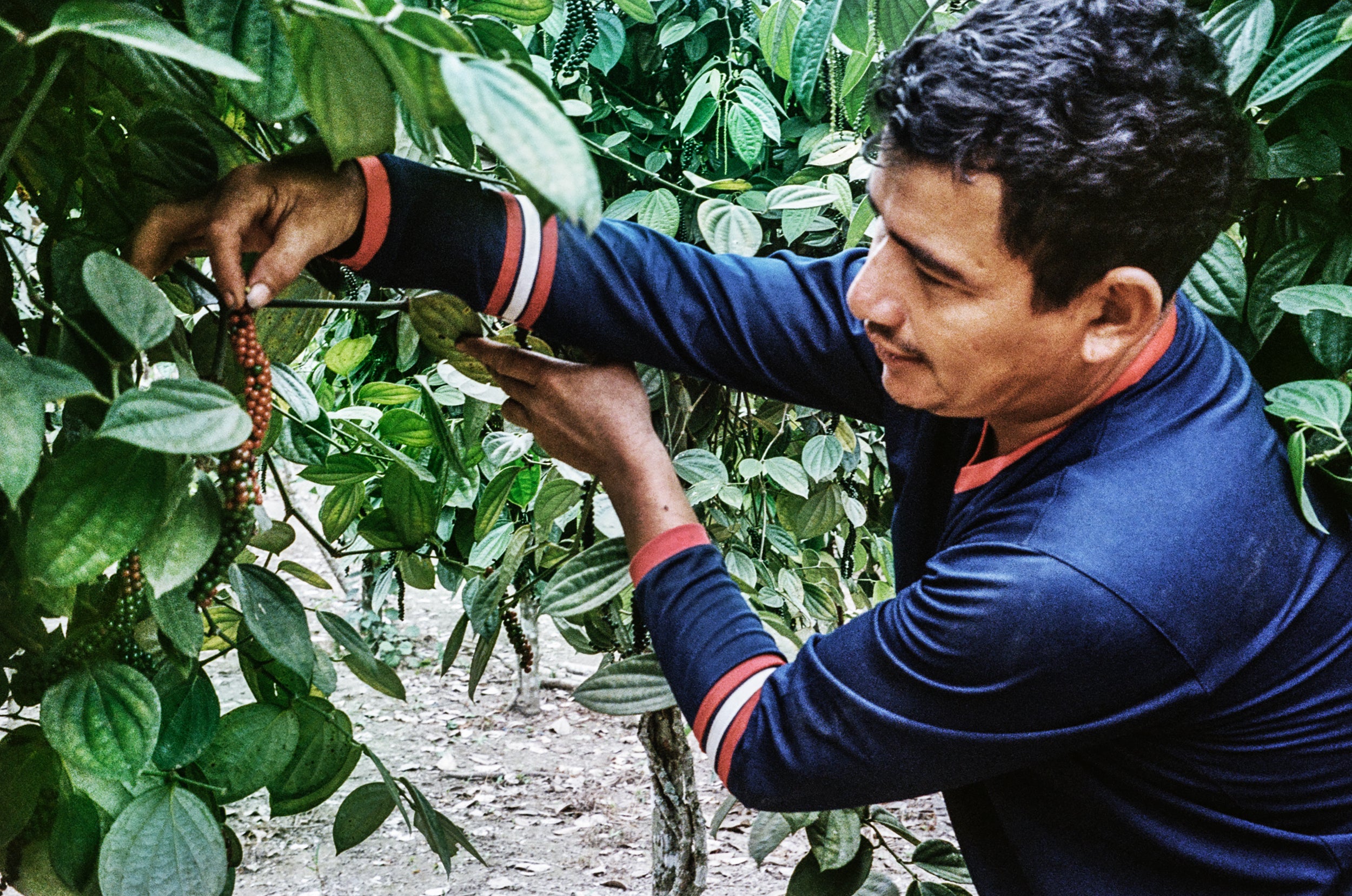 Farmer tending to peppercorns on the vine.
