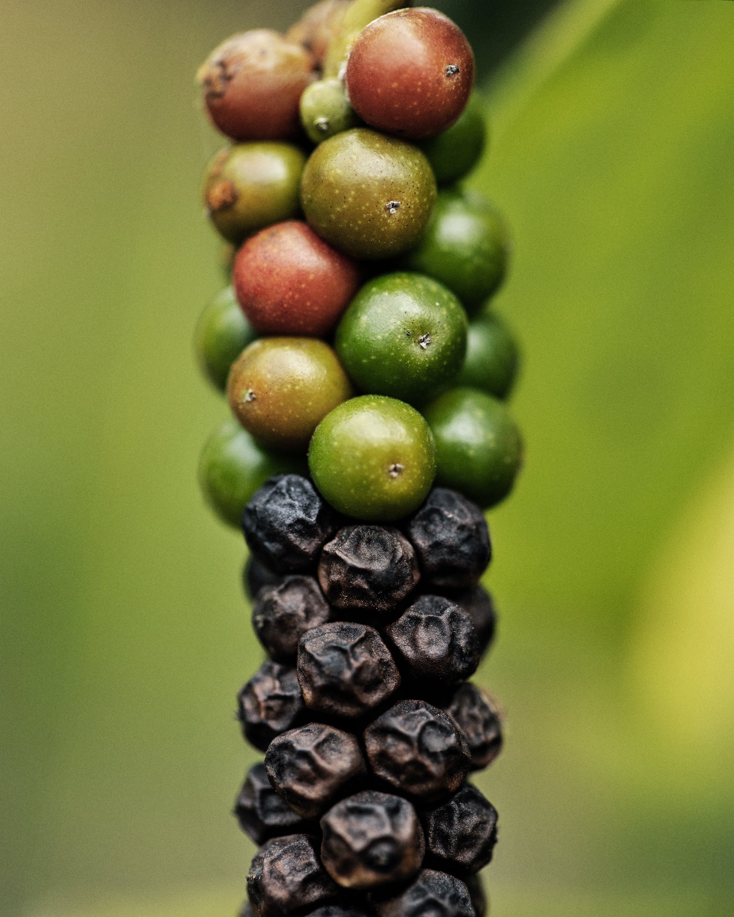 Close-up of green and black peppercorns on a plant.