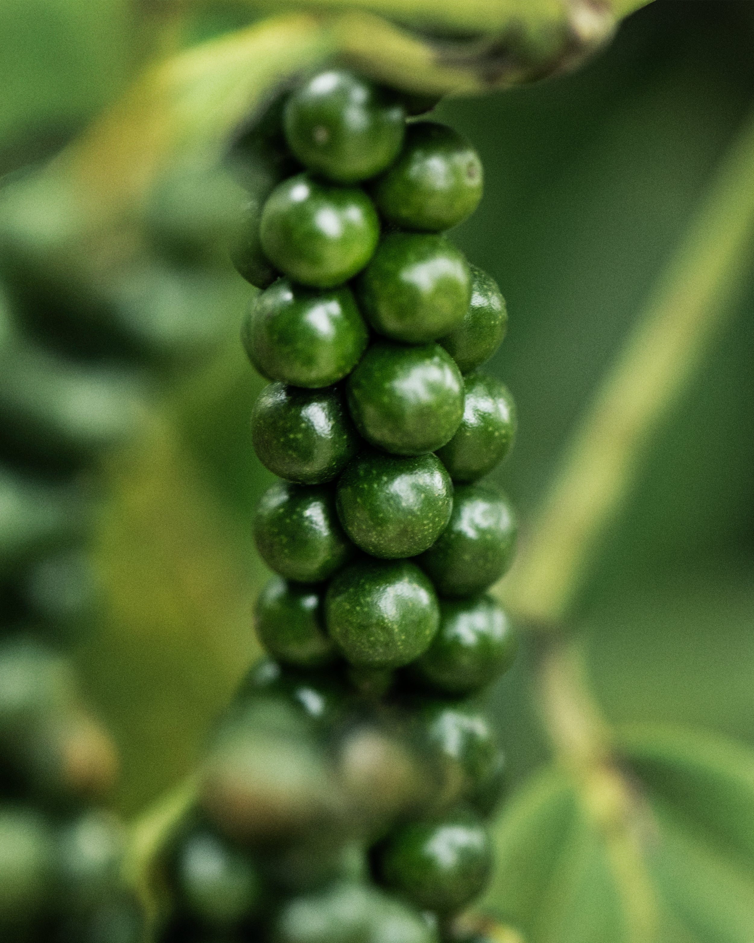 Close-up of green peppercorns on a plant