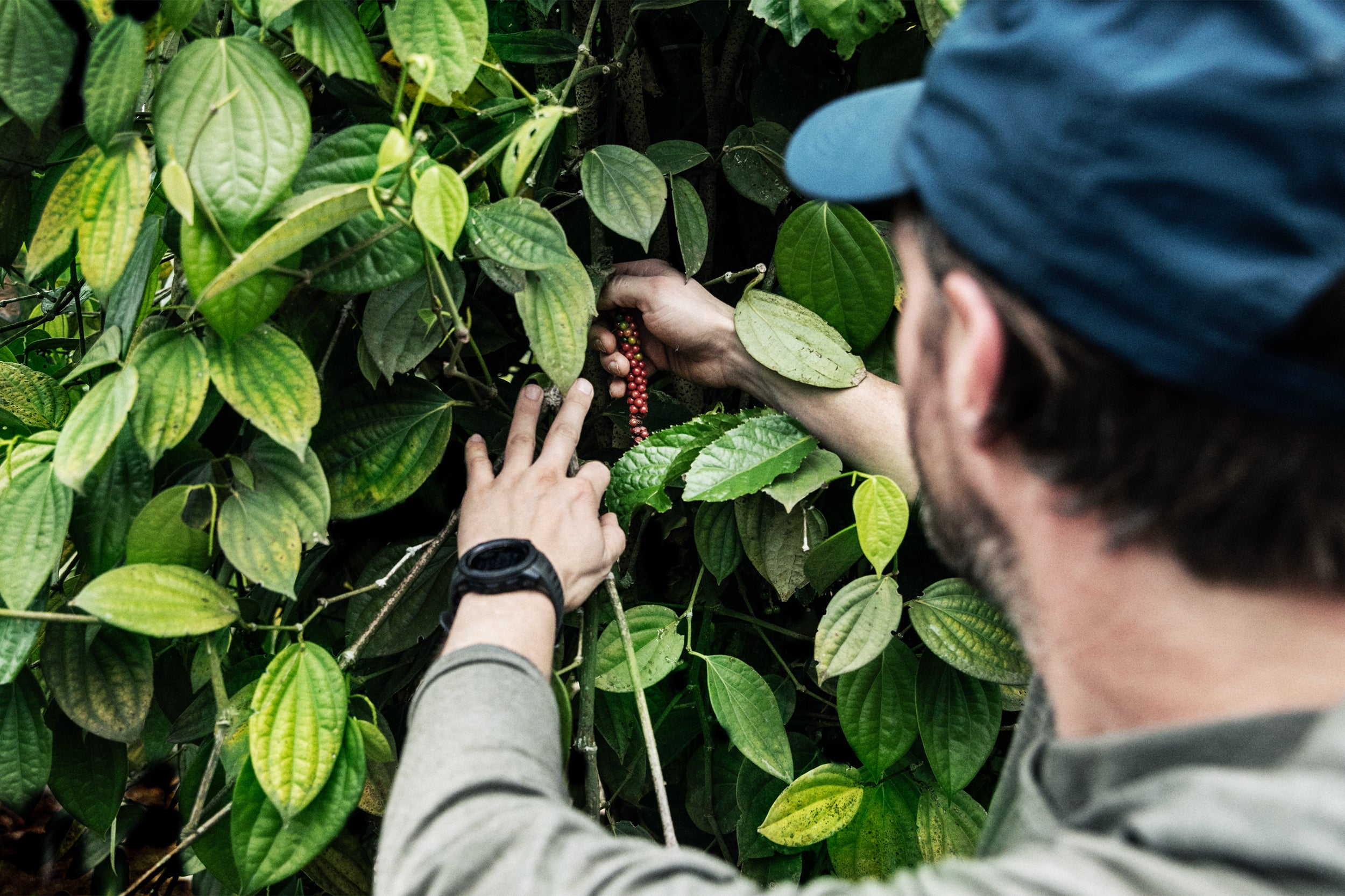 Michael, founder, inspecting pepper on the vine at the farm.