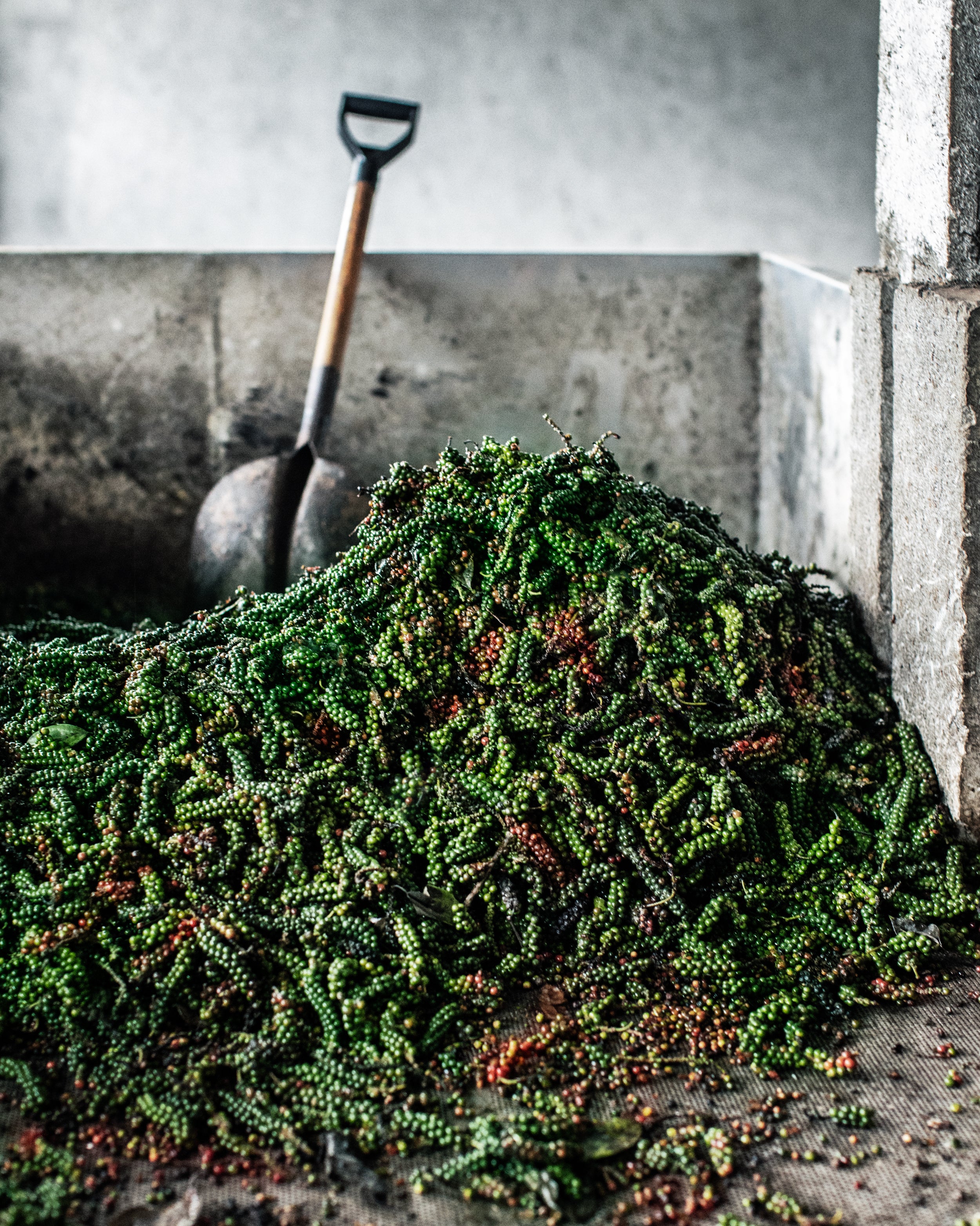 Fresh pepper waiting to be processed at the factory.