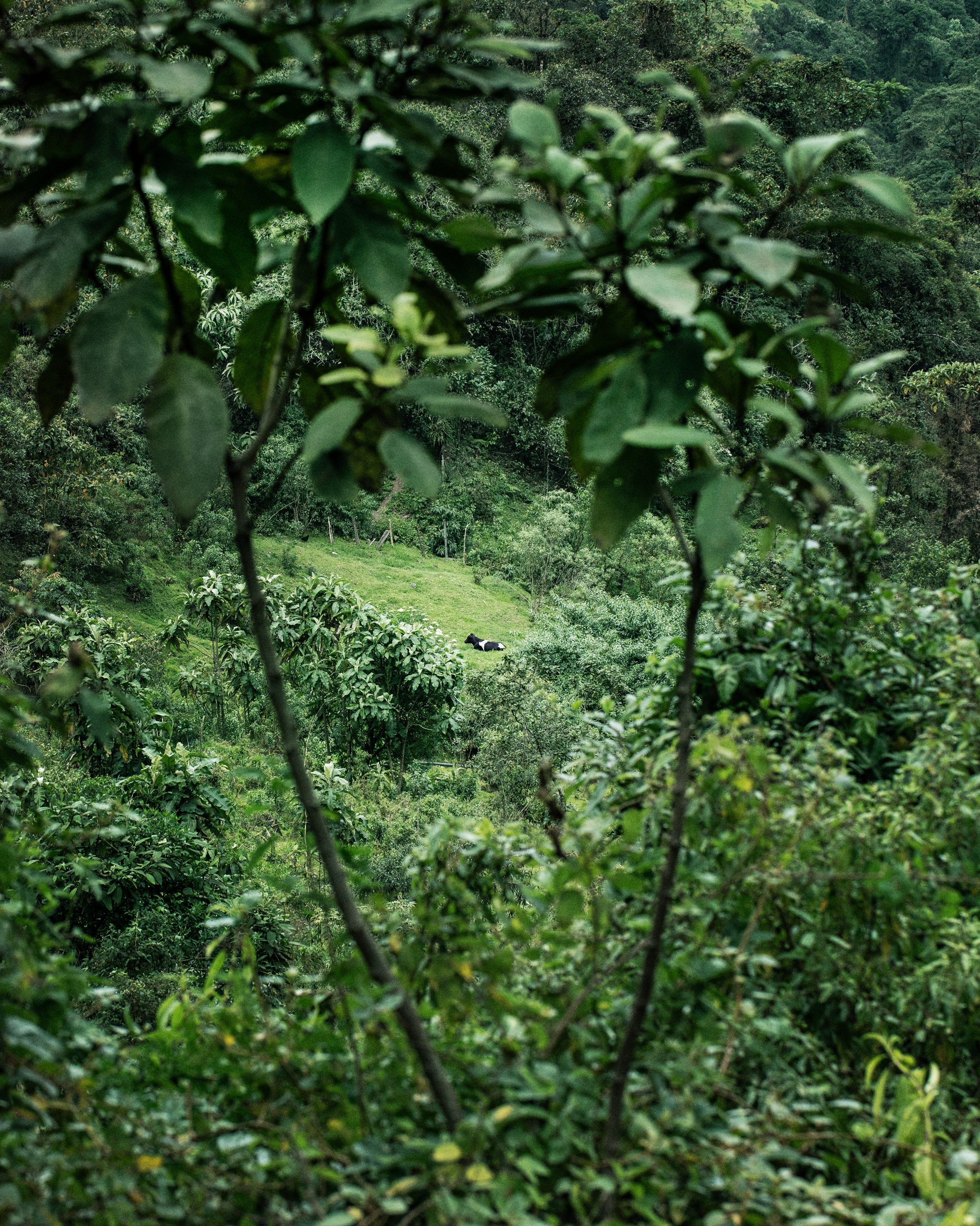 Green forest with trees and foliage