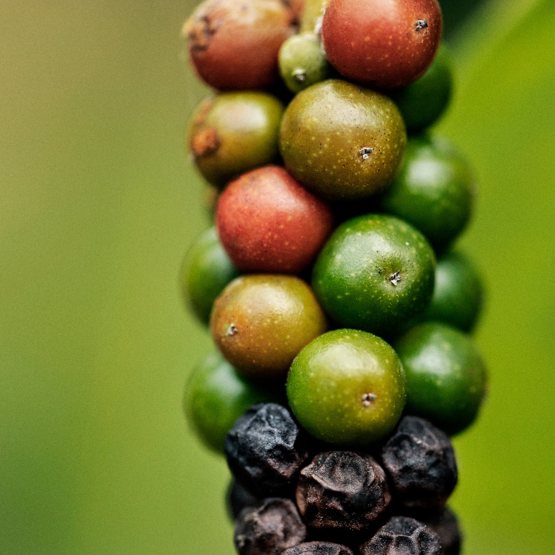 Close-up macro photograph of a peppercorn vine cluster showing berries in multiple stages of ripeness — deep black, vibrant red, and bright green — against a softly blurred green background.