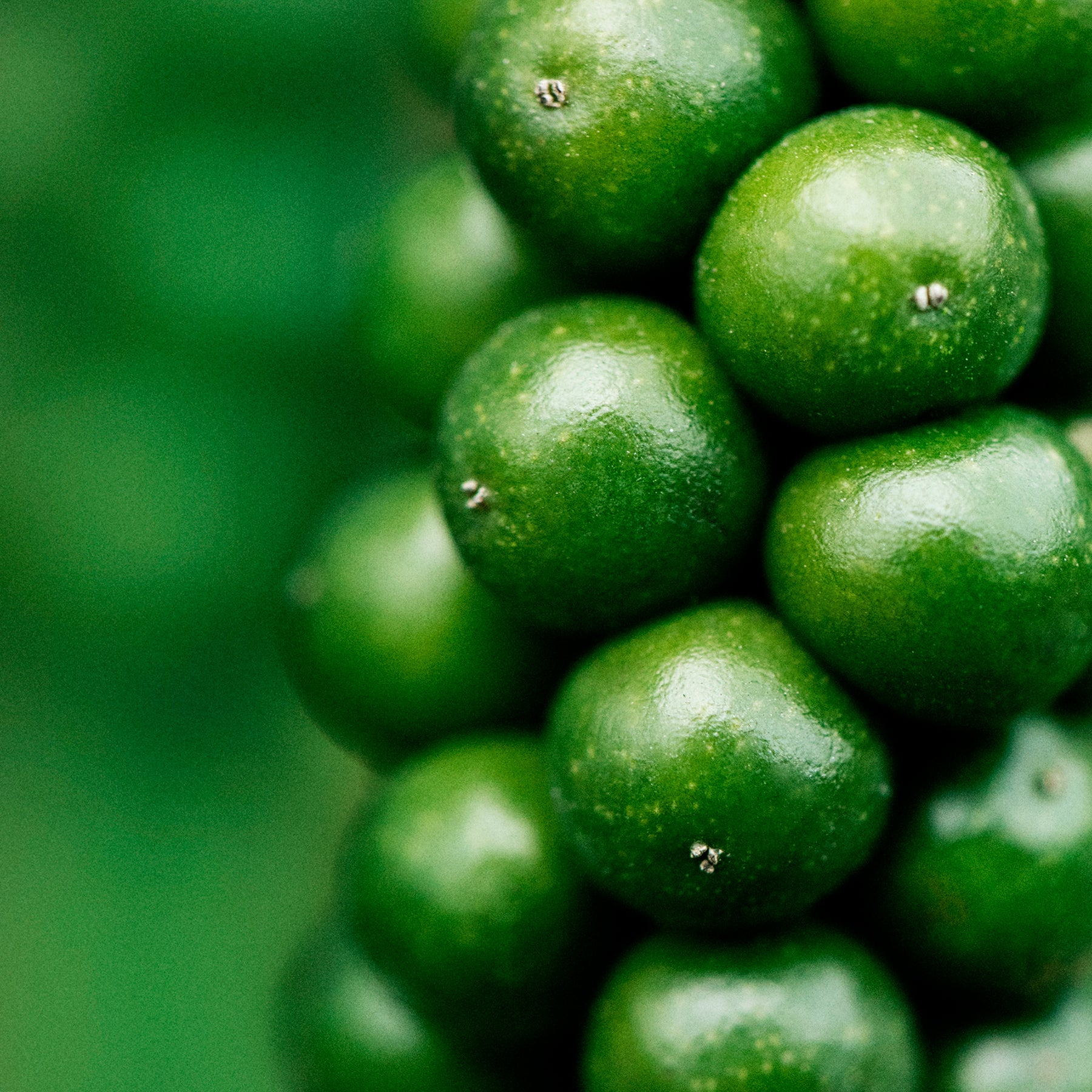 Close-up macro photograph of a cluster of fresh vibrant green peppercorns still on the vine, with a blurred green background highlighting their glossy, rounded appearance.