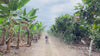 Pepper farmers riding on dirt bikes in the jungle.